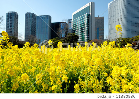 菜の花と高層ビル 11380936