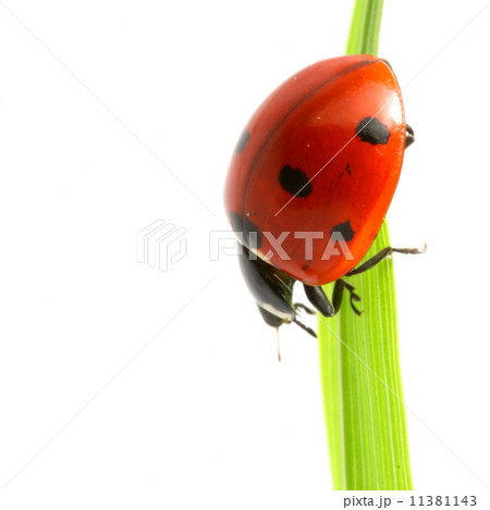 red ladybug 11381143