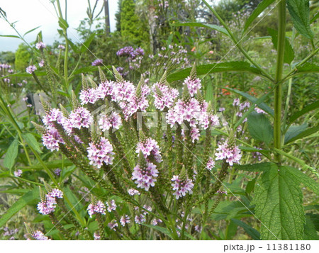 穂状の青い花はバーベナ・ハスタータの花 11381180