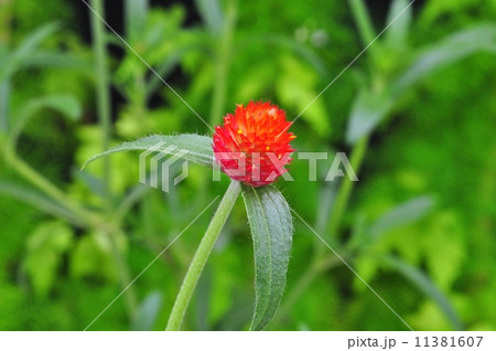 キバナセンニチコウ 11381607