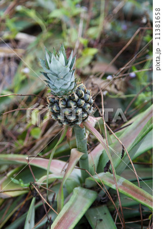 pine apples 11381658