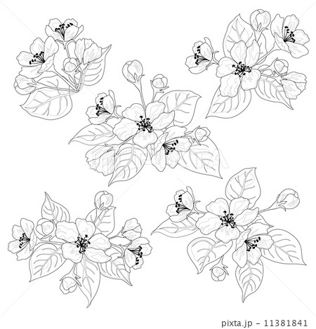 Apple tree flowers and leaves set contours 11381841