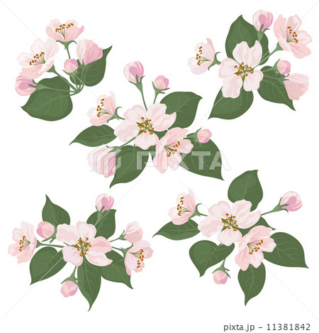 Apple tree flowers and green leaves set 11381842
