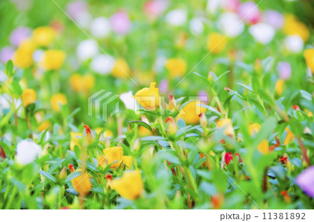 Flowers 11381892