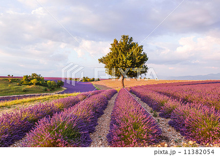 Lavender fields near Valensole in Provence, France. Lavender fields near Valensole in Provence, France. 11382054