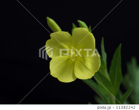 夏の夜の待宵草 11382242