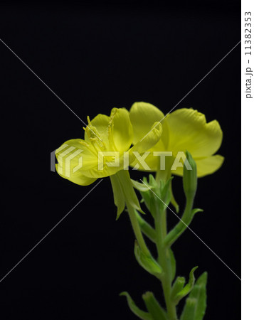 夏の夜の待宵草 11382353