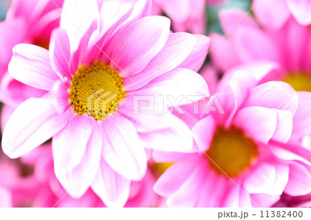 pink chrysanthemum 11382400