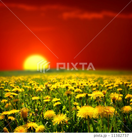 sunrise on dandelion field sunrise on dandelion field 11382737