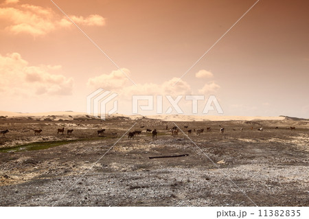 desert goats 11382835