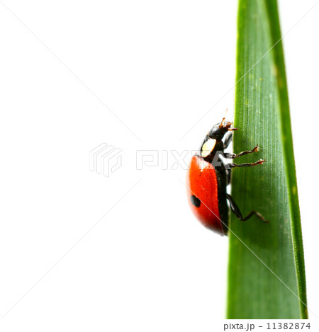 ladybug on grass 11382874