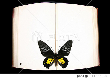 Butterfly on book 11383200