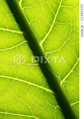 green leaf vein 11383235