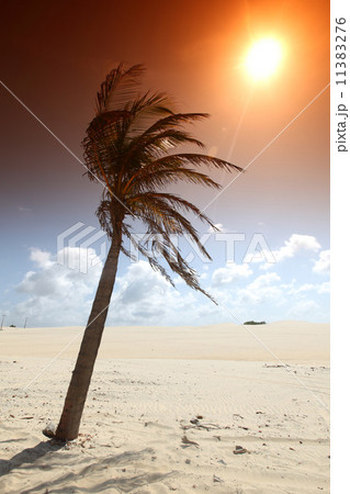 sunrise palm 11383276