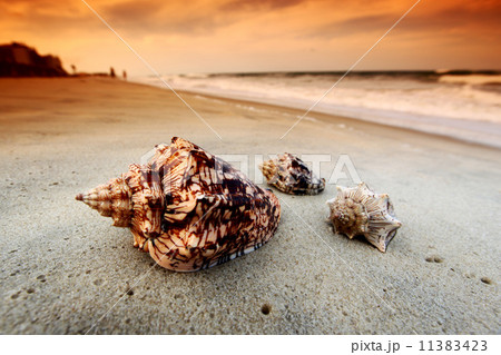 shell shell 11383423
