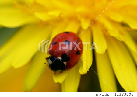 ladybug ladybug 11383606