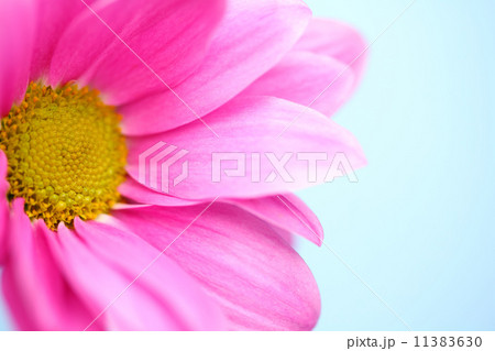 pink chrysanthemum pink chrysanthemum 11383630