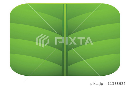 leaf leaf 11383925
