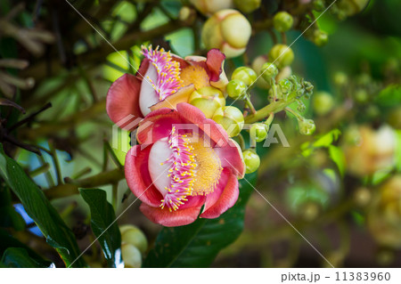 Salavan flowers Salavan flowers 11383960