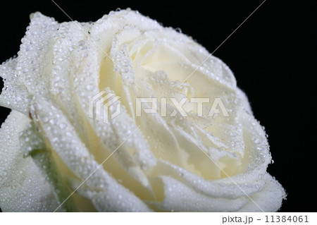 white rose macro 11384061