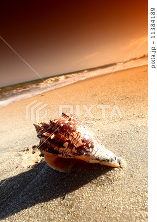 shell shell 11384189