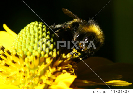 work bee 11384388