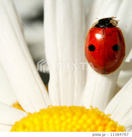 ladybug on camomile ladybug on camomile 11384707