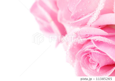 pink rose pink rose 11385265