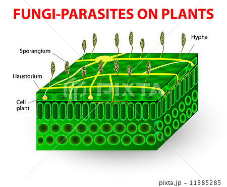 Fungi-parasites on plants 11385285