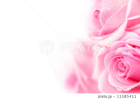 pink rose pink rose 11385411