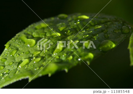 natural waterdrop 11385548