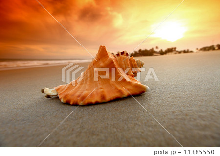 shell shell 11385550