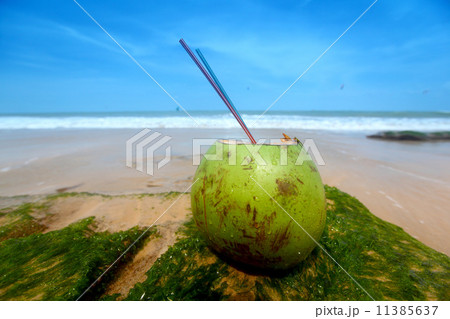 coconut cocktail coconut cocktail 11385637