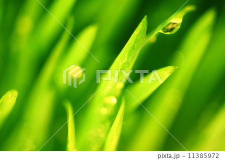 grass nature background 11385972