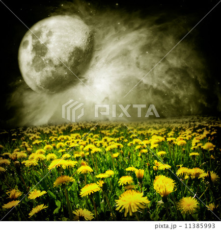 Dandelion field 11385993