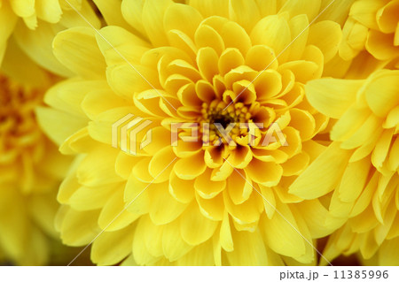 yellow chrysanthemum 11385996