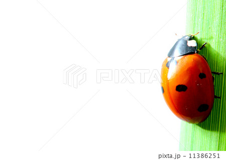ladybug on grass ladybug on grass 11386251