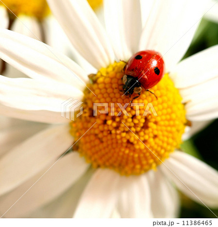 ladybug on camomile ladybug on camomile 11386465