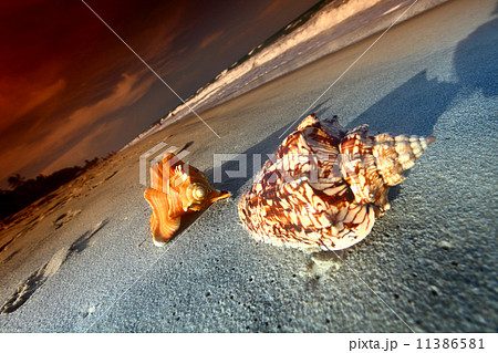 shell shell 11386581