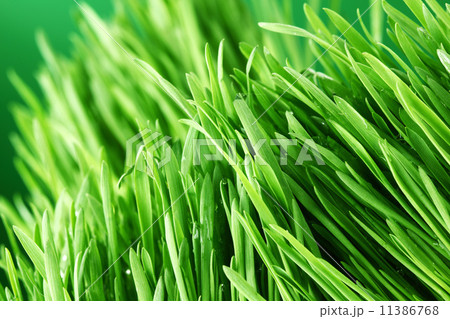 grass nature background 11386768