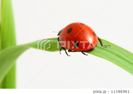 red ladybug red ladybug 11386961