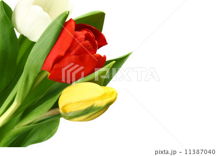colorful tulips colorful tulips 11387040