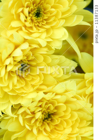 yellow chrysanthemum yellow chrysanthemum 11387133