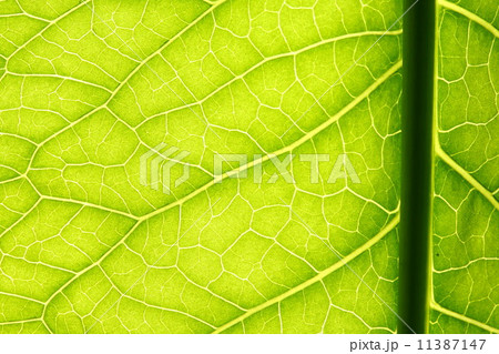 green leaf vein 11387147