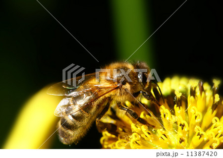 work bee work bee 11387420