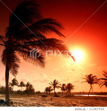 sunrise palm sunrise palm 11387550