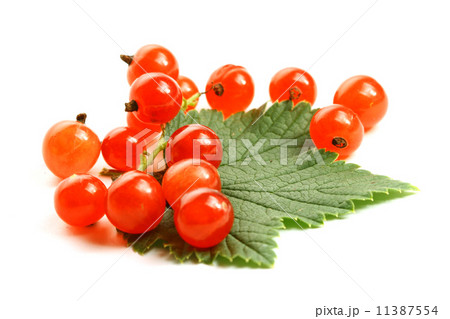 isolated red currant and leaf 11387554