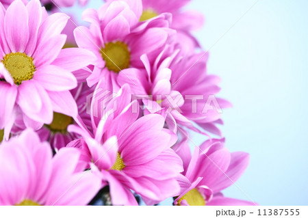 pink chrysanthemum pink chrysanthemum 11387555