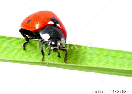 ladybug on grass 11387689