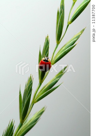 ladybug on grass 11387700